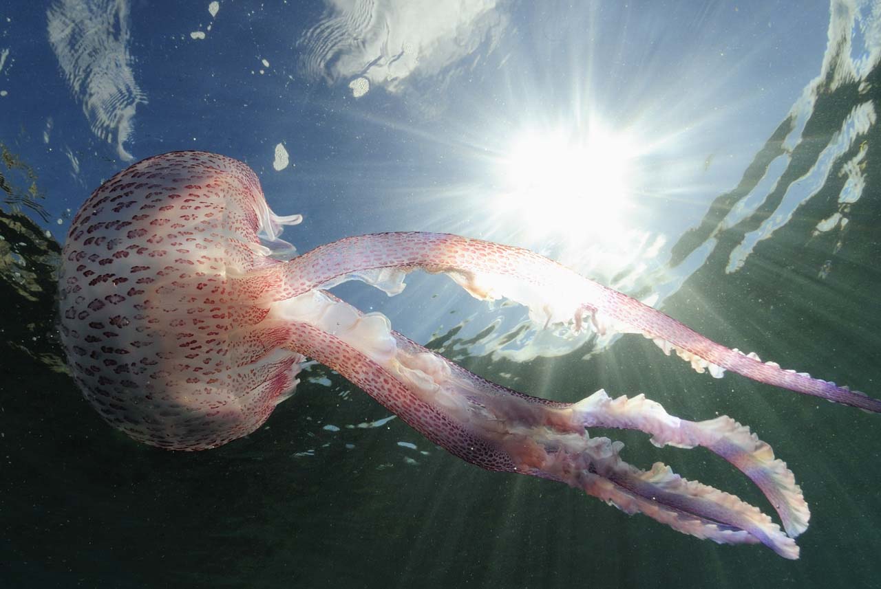 A jellyfish in the Mediterranean sea off the coast of Monaco.