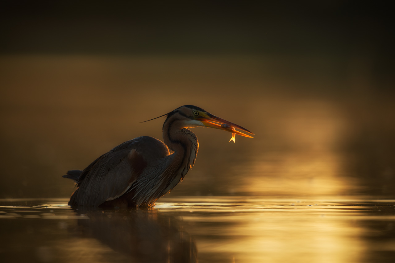 Purple heron in a pond in the mist in Dombes in France. Photo par Amar Guillen, photographer.