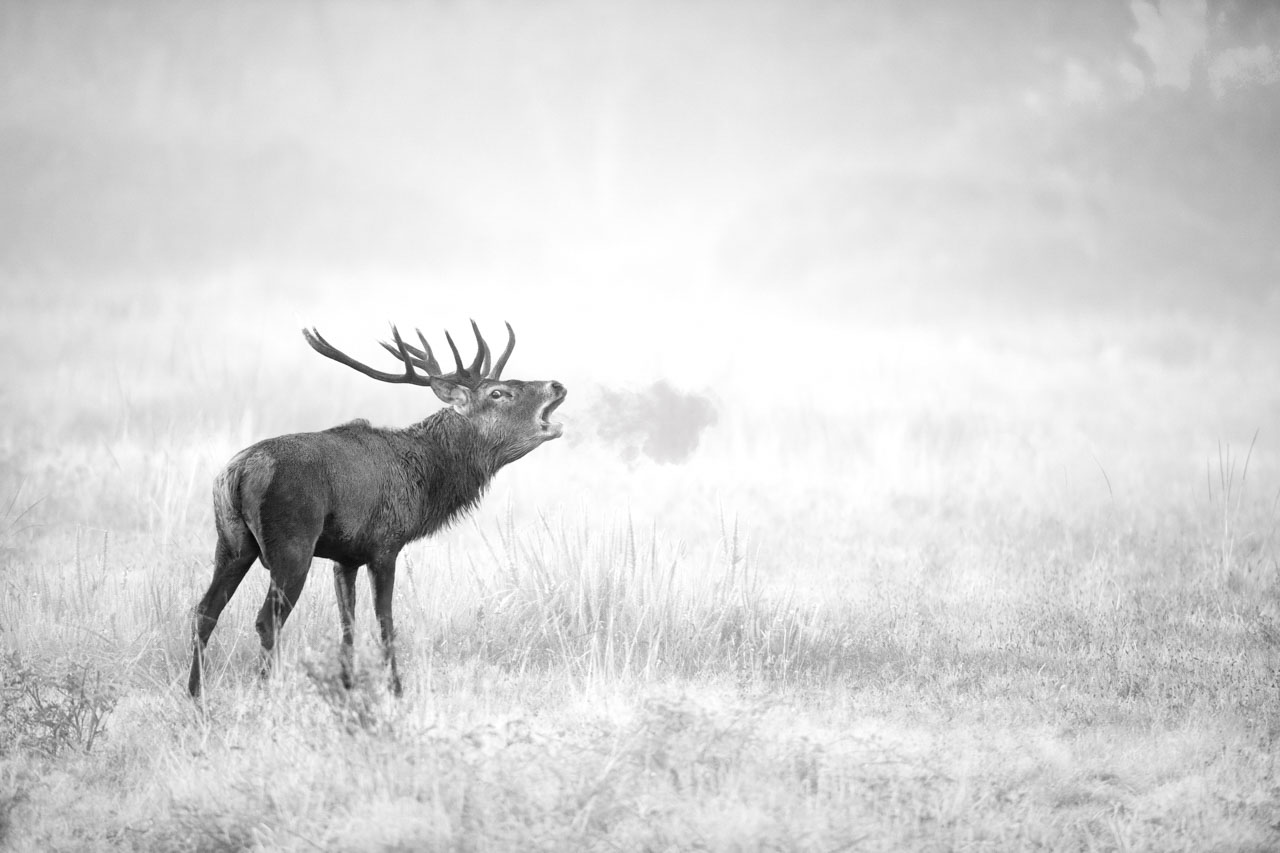 Exemple d'une photo isolante : cerf pendant le brame
