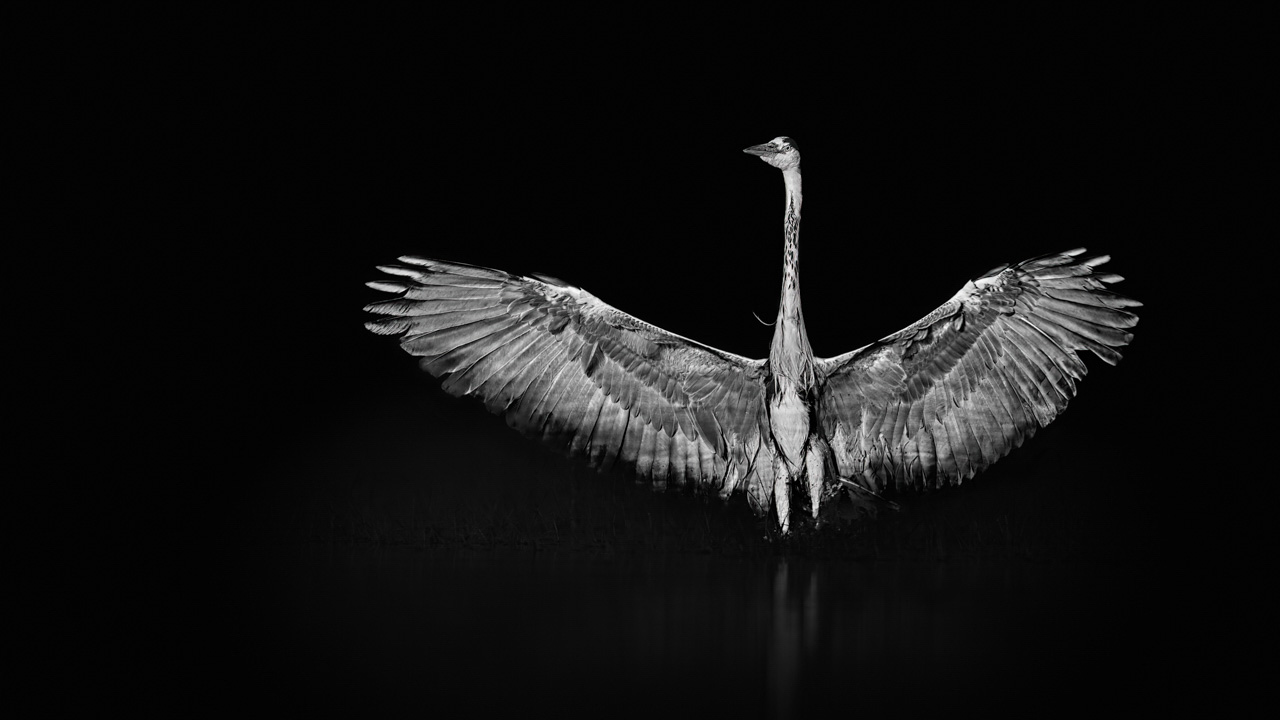 Exemple d'une photo isolante : héron cendré.