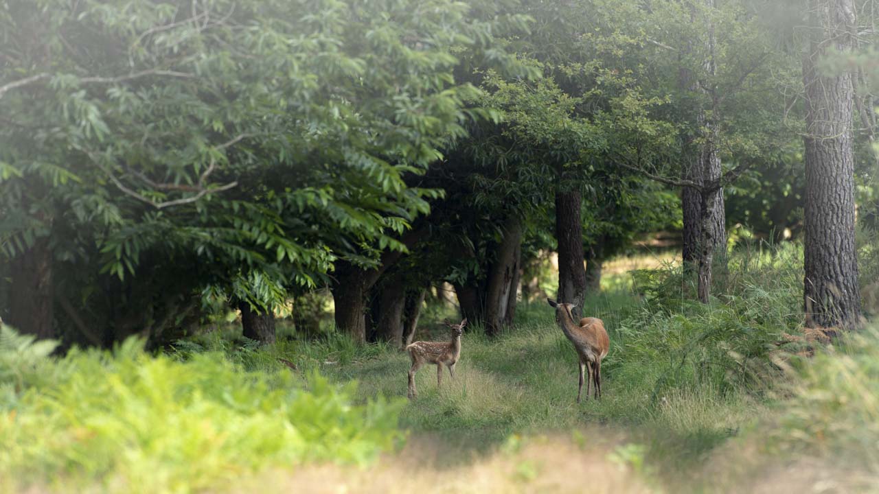 Une biche dans un sous-bois avec son faon. On a l'impression que la biche s'adresse à son faon.