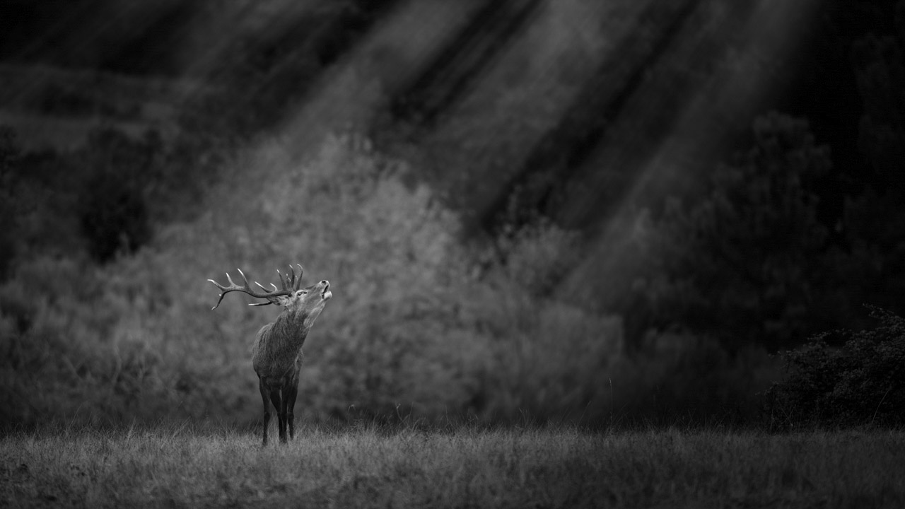 Photo en noir et blanc d'un cerf en train de bramer dans une prairie de la Charente-Maritime