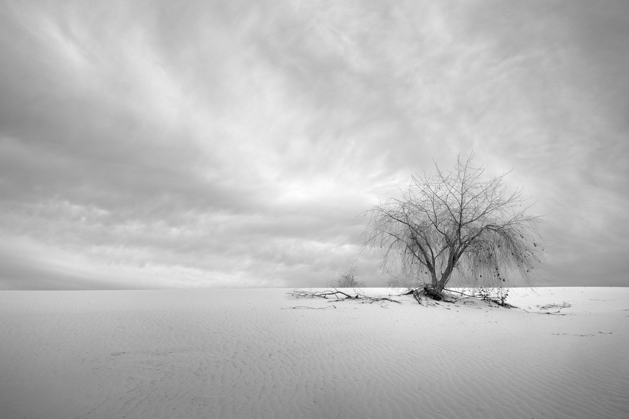 Photo en noir et blanc d'un arbre dans le parc national de White Sand Dunes au Nouveau-Mexique.