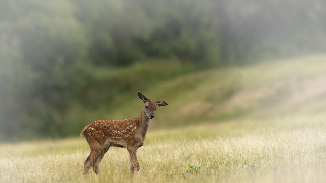 Photo en couleur d'un faon seul dans une prairie en Charente-Maritime.