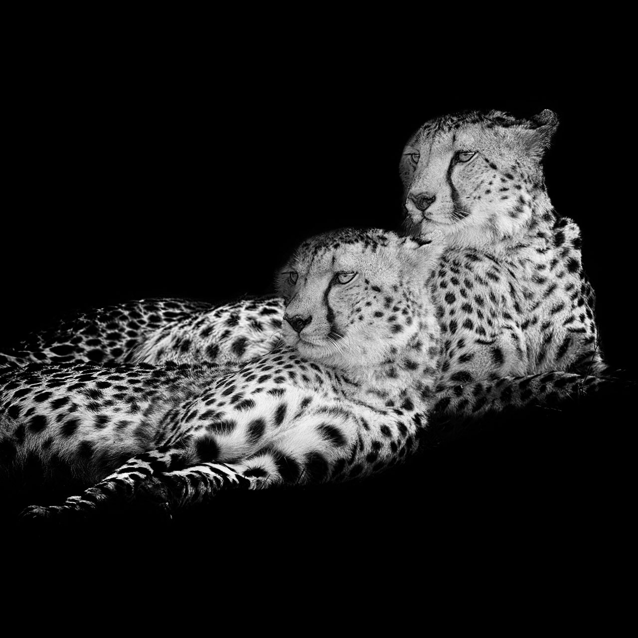 La signature photographique et artistique de Amar Guillen. Deux guépards en noir et blanc.