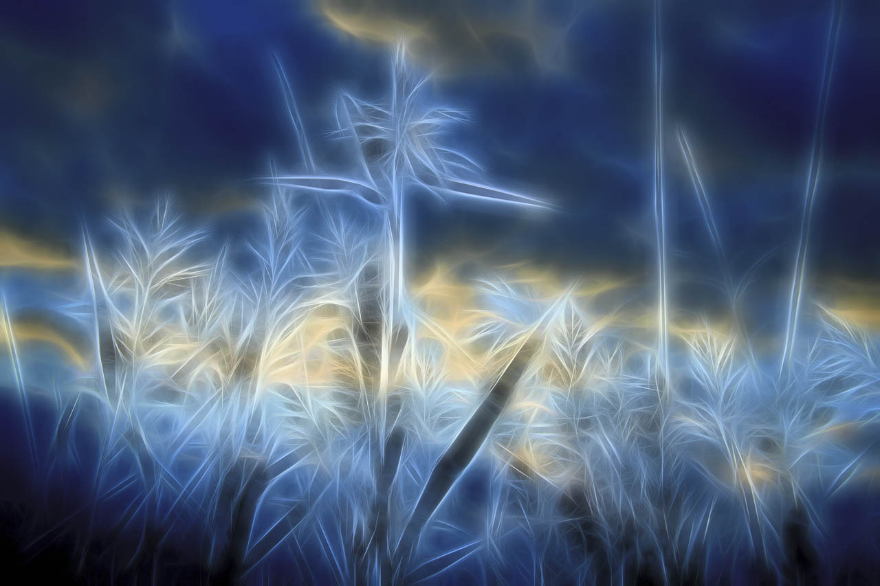 Juniper tree on the heights of Black Canyon of Gunnison. Fine art Photograph in black and white by Amar Guillen, photographer artist.