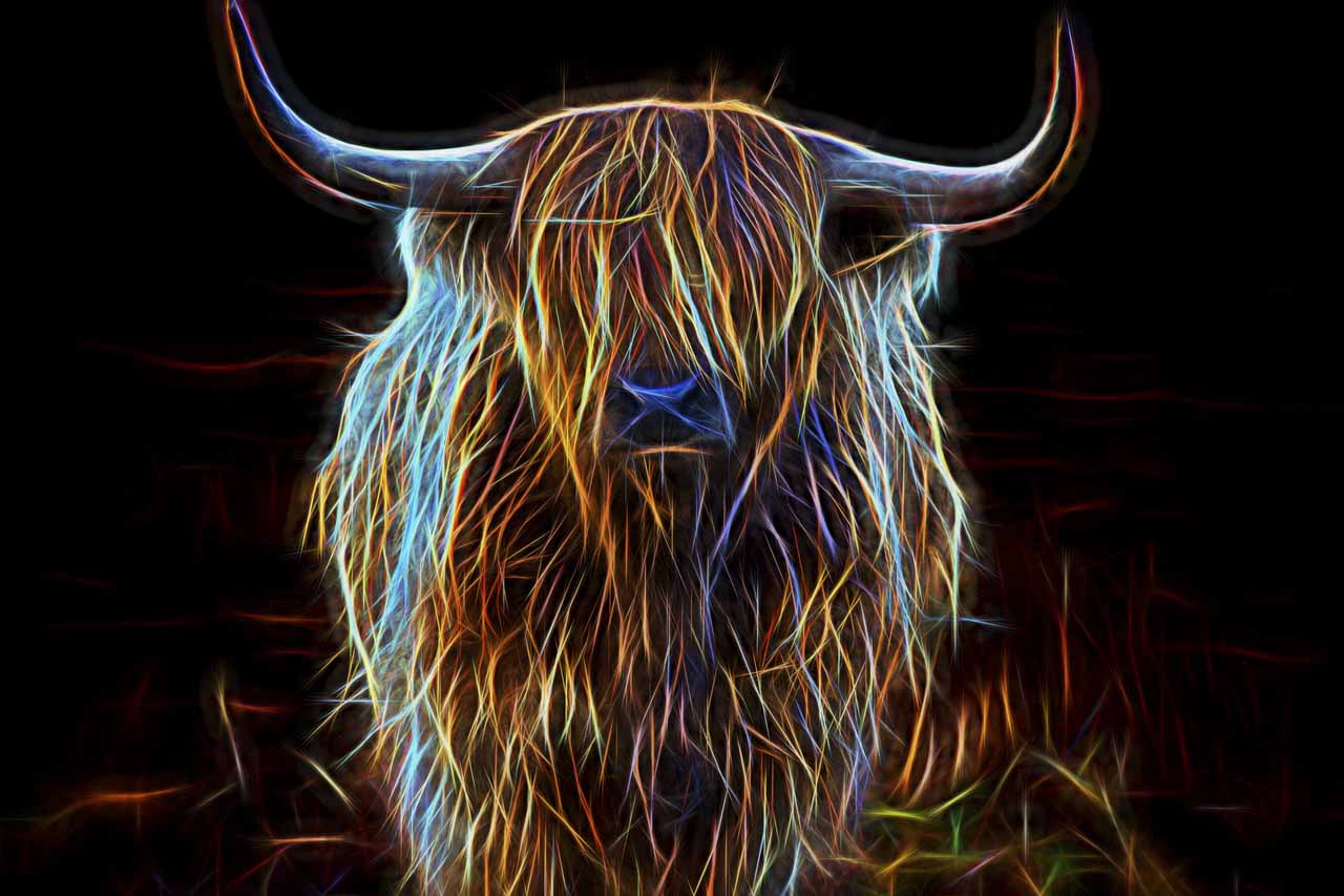 Une vache highland de la région des Highlands en Ecosse dans le style fusion.