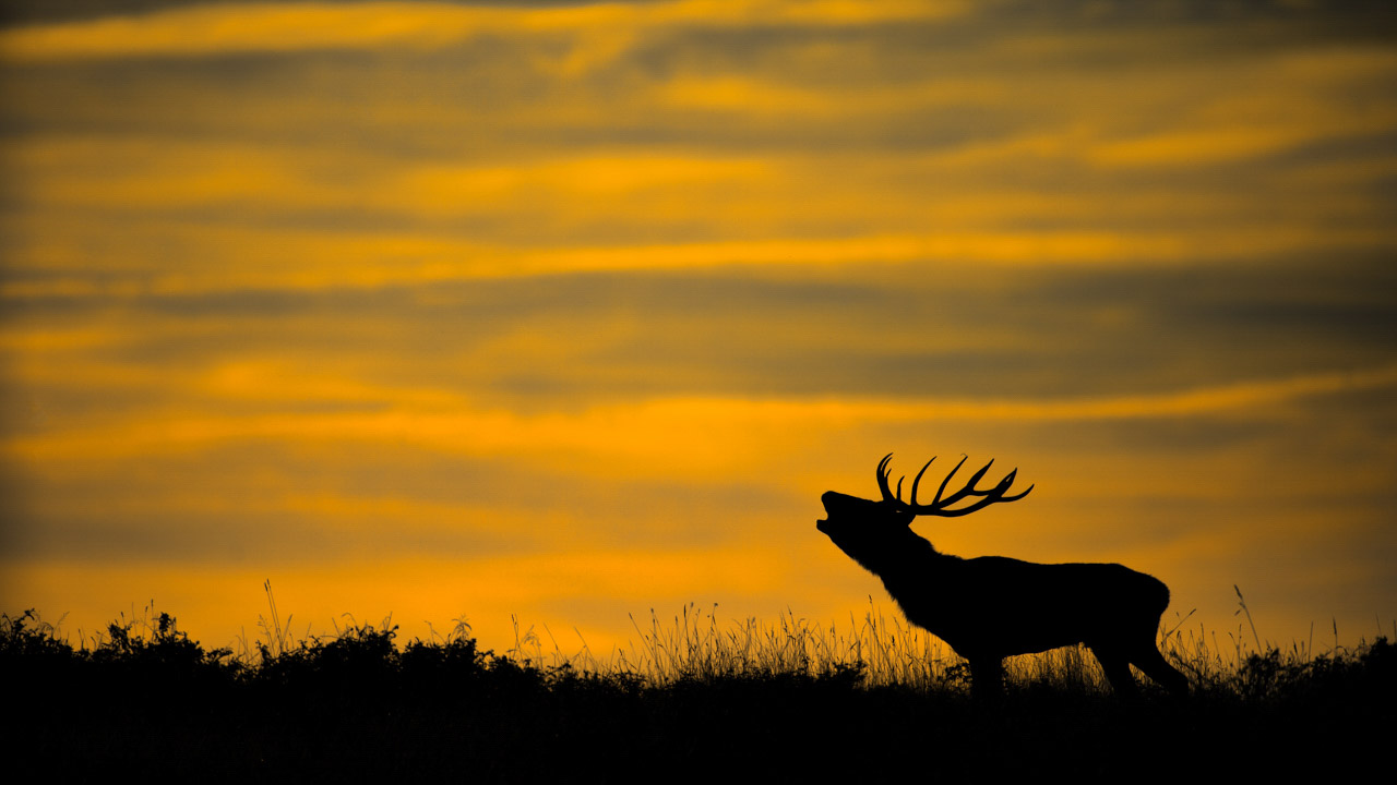 Red deer stag bugling during the rut season in France. Photograph by Amar Guillen, photographer artist.