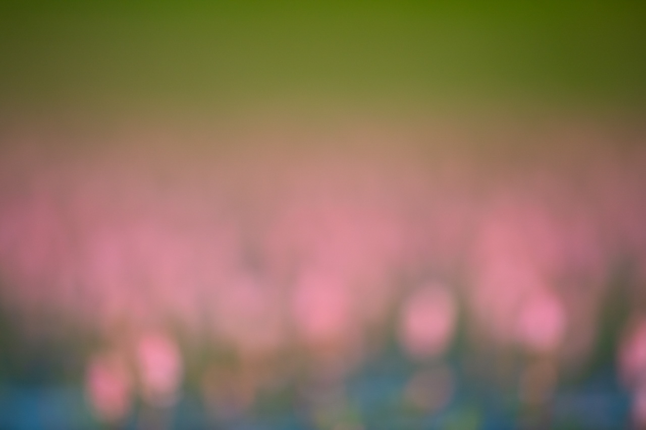 Jeux de lumières et de couleurs des reflets de fleurs à la surface de l'eau. Photographie d'art en couleur par Amar Guillen, artiste photographe.