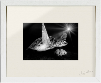 Une photo en noir et blanc d'une tortue avec la finition museum. Passe-partout + Plexiglas + caisse vitrine.