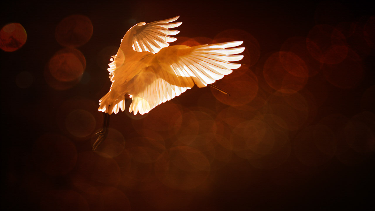 Wildlife portfolio in color. Amar Guillen, Photographer
