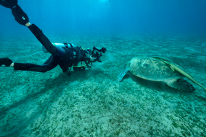 Elena en train de photographier une tortue à Marsa Abu Dabbab