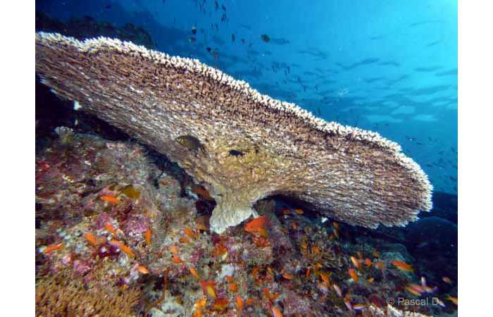 pciture047 pciture047