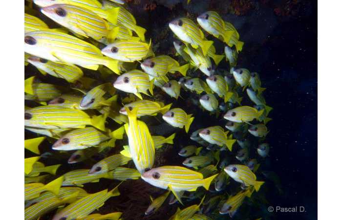 pciture055 pciture055