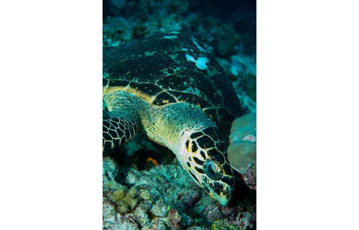 pciture082 pciture082