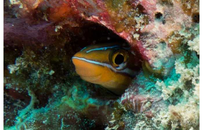 pciture085 pciture085