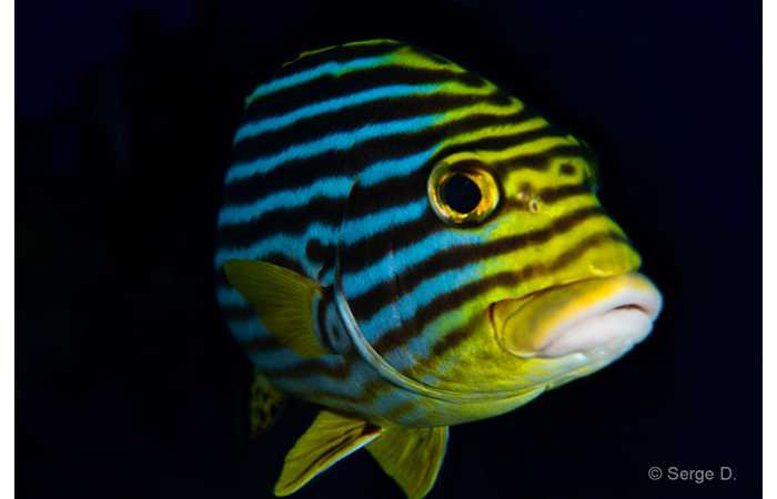 pciture098 pciture098