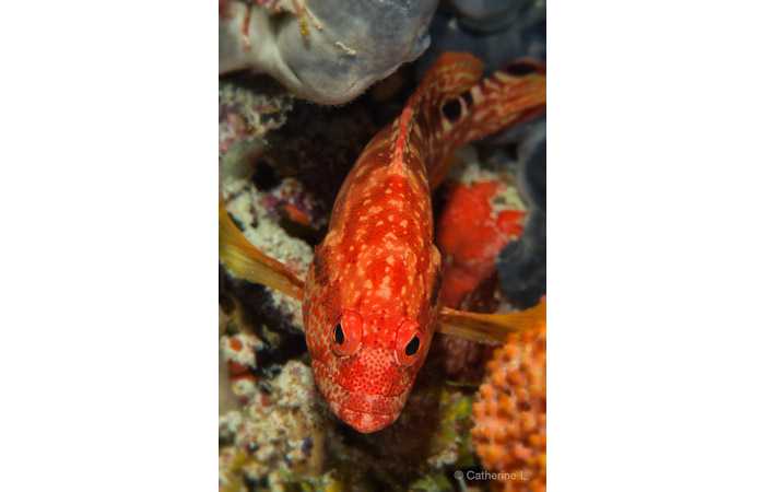 pciture118 pciture118