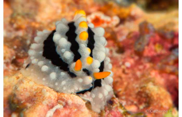 pciture119 pciture119