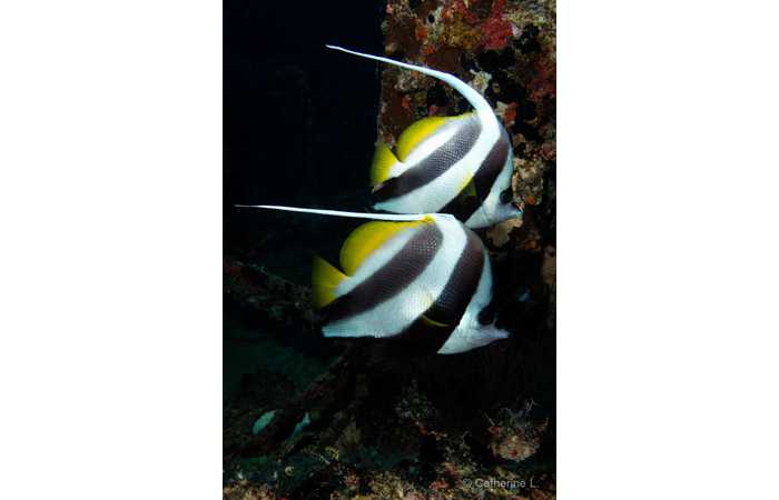 pciture122 pciture122