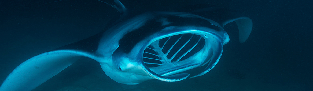 Photographier du gros aux Maldives