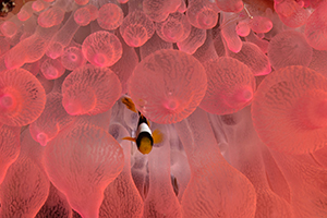 Poisson clown bébé.