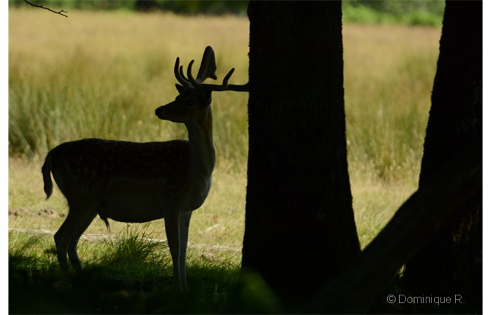 dominque-2 dominque-2