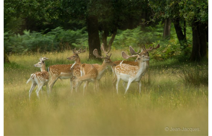 jean-jacques-1 jean-jacques-1