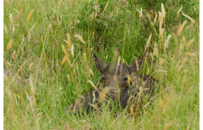 jean-jacques-3 jean-jacques-3