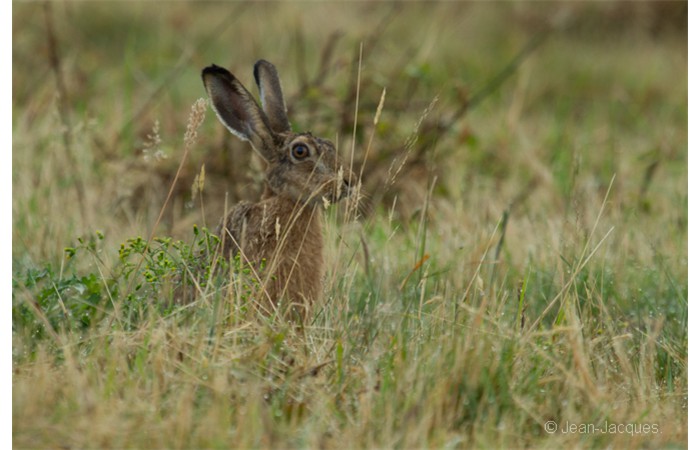 jean-jacques-4 jean-jacques-4