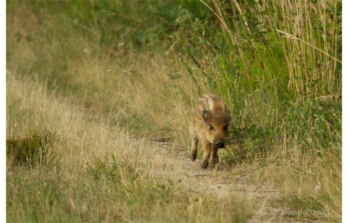 jean-jacques-5 jean-jacques-5