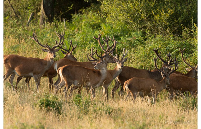 patricia-2 patricia-2