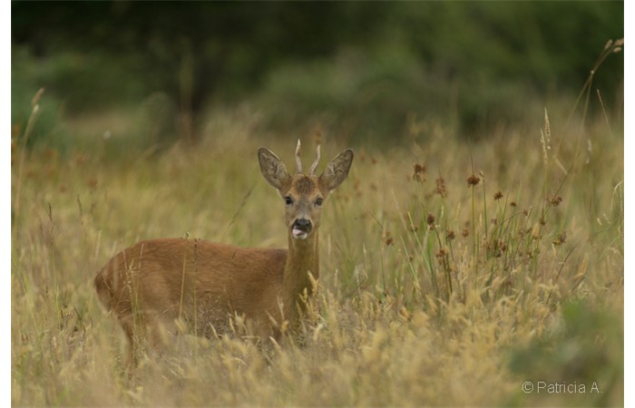 patricia-3 patricia-3