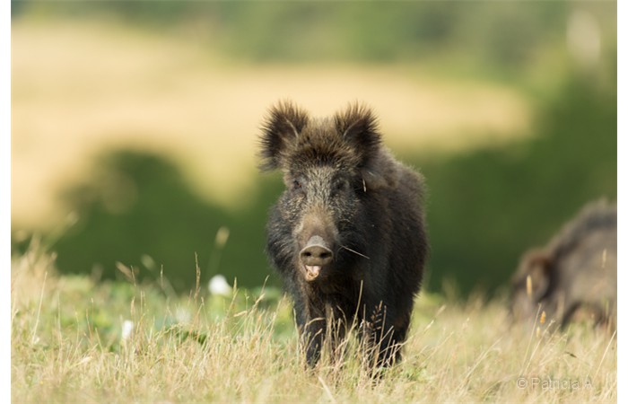 patricia-5 patricia-5