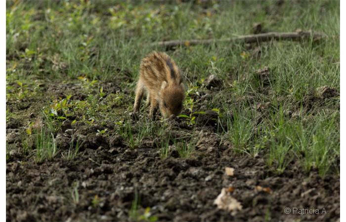 patricia-6 patricia-6