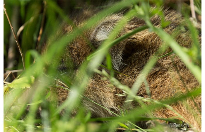 patricia-7 patricia-7