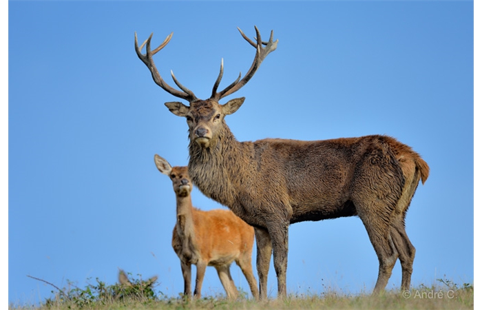 01-1410 Brame Cerf 1134 01-1410 Brame Cerf 1134