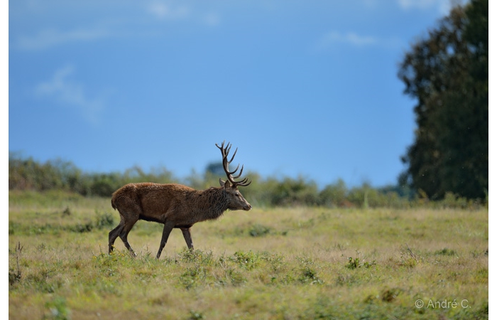 02-1410 Brame Cerf 1109 02-1410 Brame Cerf 1109