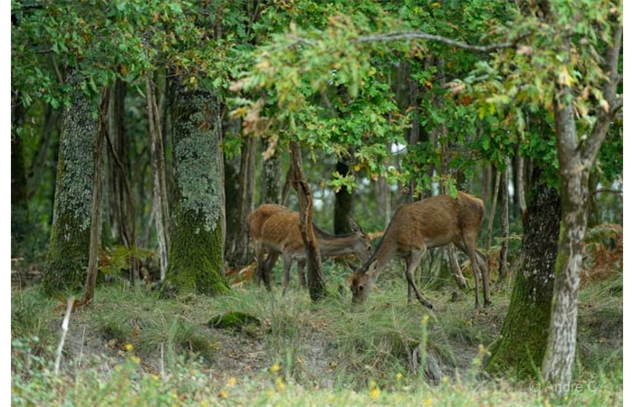 04-1410 Brame Cerf 2271 04-1410 Brame Cerf 2271