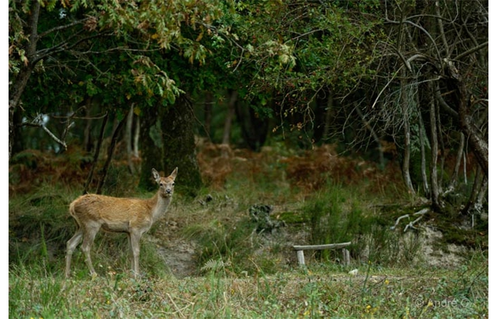 05-1410 Brame Cerf 2448 05-1410 Brame Cerf 2448