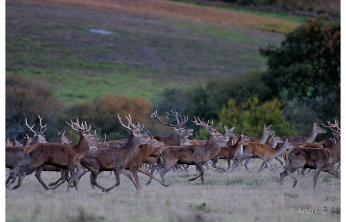 07-1410 Brame Cerf 7122 07-1410 Brame Cerf 7122