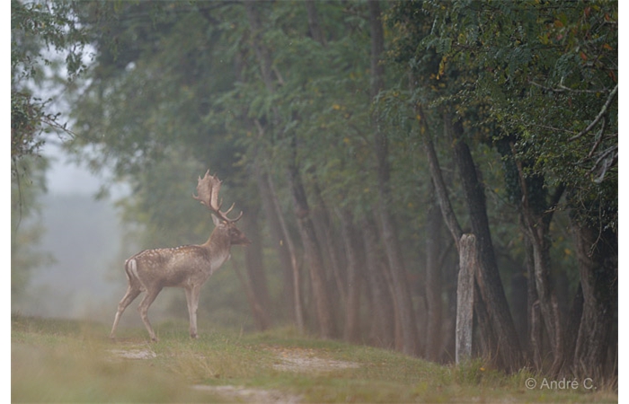 11-1410 Daims 2239 11-1410 Daims 2239