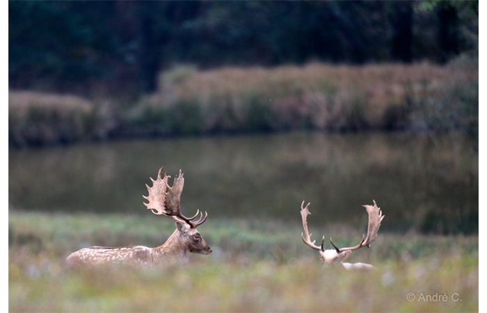 12-1410 Daims 2523 12-1410 Daims 2523