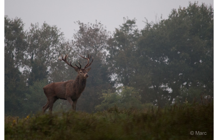 17-MARC0242 17-MARC0242