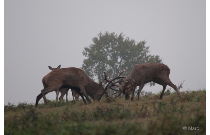 23-MARC0246 23-MARC0246