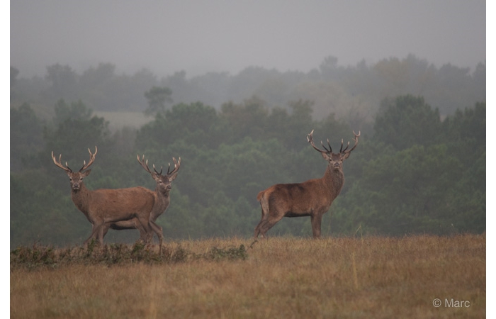 26-MARC0215 26-MARC0215