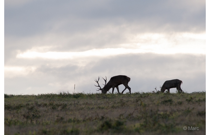 28-MARC0015 28-MARC0015