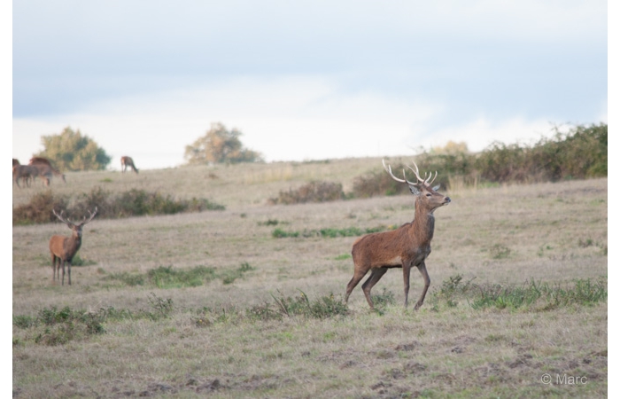 30-MARC0024 30-MARC0024