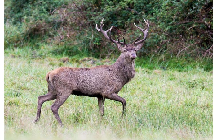 31-PLM_1923 31-PLM_1923