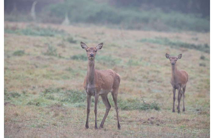 43-PLM_1533 43-PLM_1533